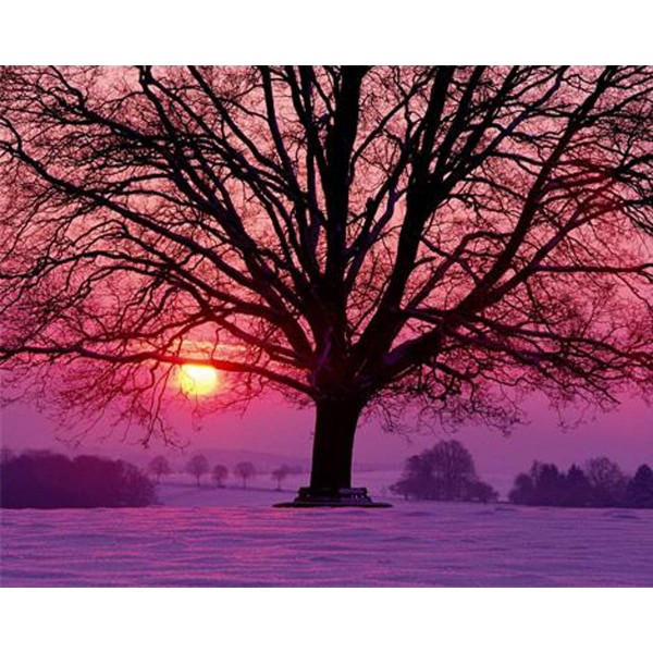  Big tree in winter sunset Painting By Numbers UK