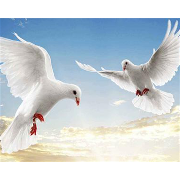 Two peace doves flying in the sky Painting By Numbers UK
