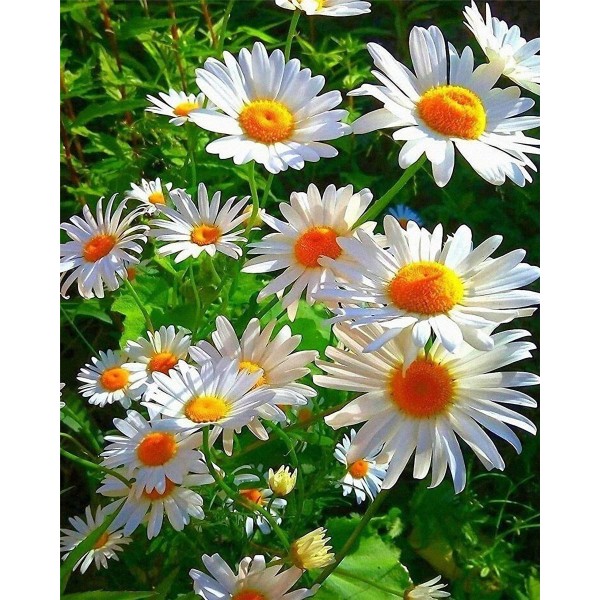 White daisy Painting By Numbers UK