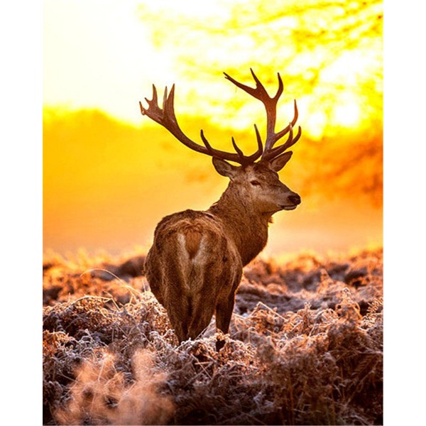 Elk in winter Painting By Numbers UK