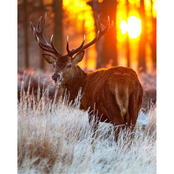 Cute elk Painting By Numbers UK