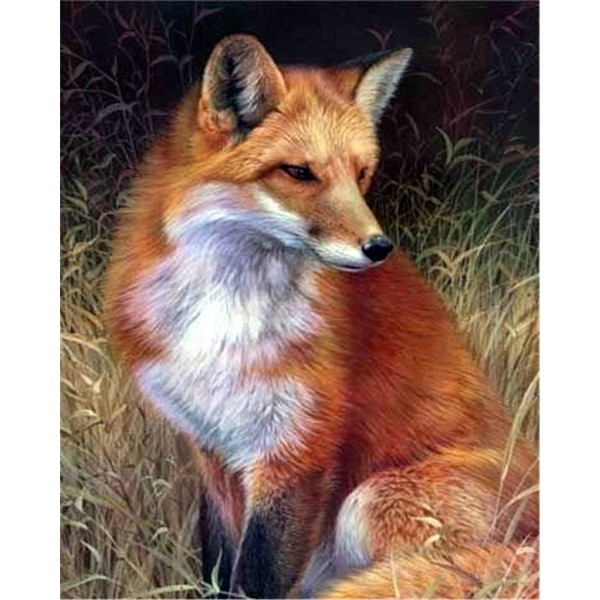 A red fox Painting By Numbers UK