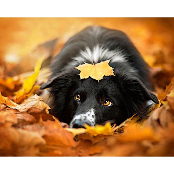 Black dog and autumn leaves Painting By Numbers UK