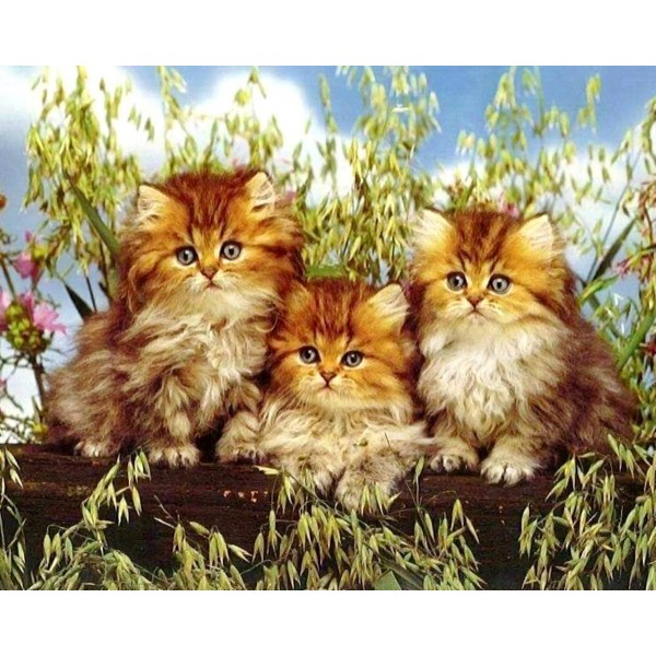  Three small cats Painting By Numbers UK