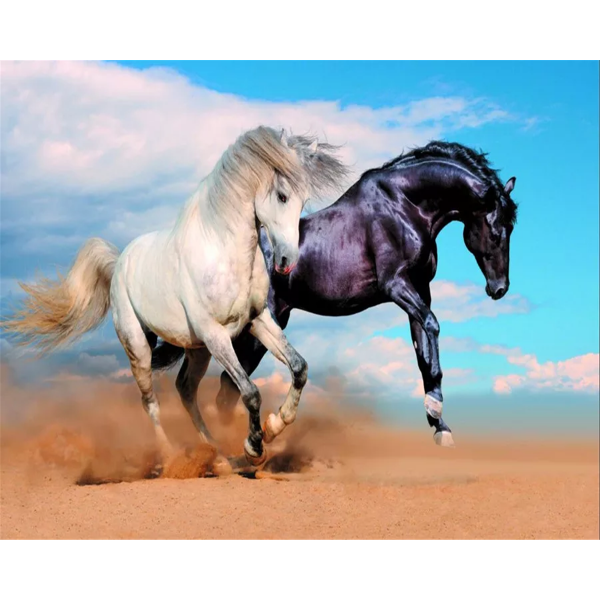 Black horse and white horse gallop together Painting By Numbers UK