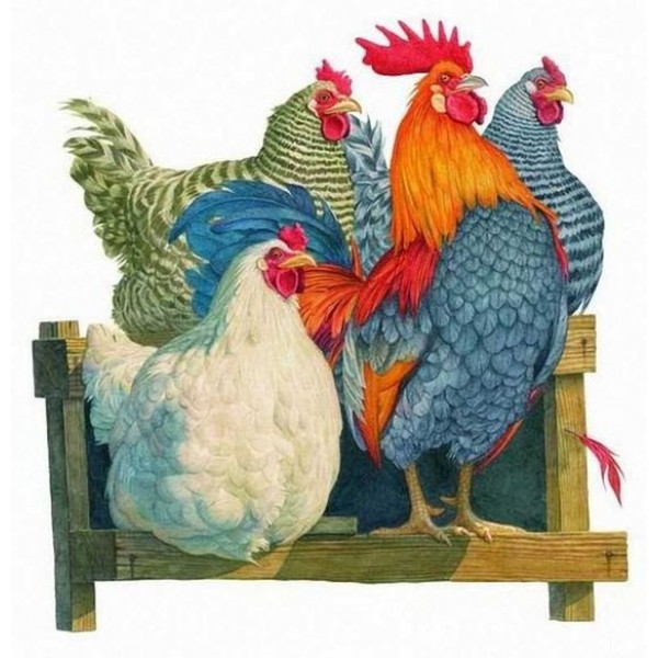 Rooster & Hen-- 40*50cm Painting By Numbers UK