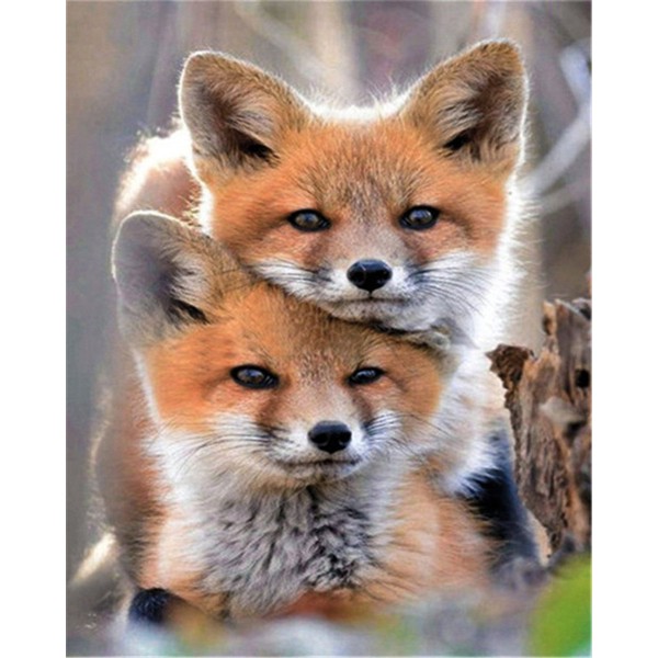 Two red foxes Painting By Numbers UK
