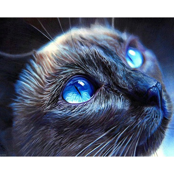  Black cat with sharp eyes Painting By Numbers UK