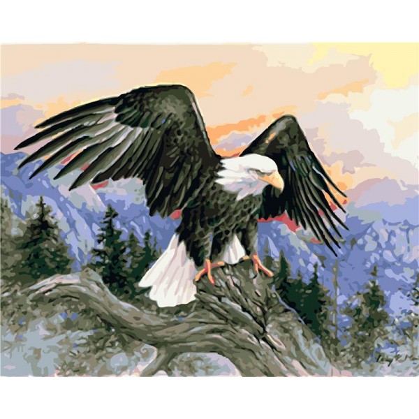 Eagle Painting By Numbers UK