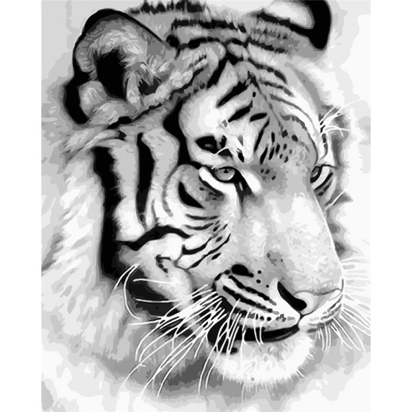 Tiger Painting By Numbers UK