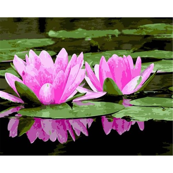 Water lily Painting By Numbers UK