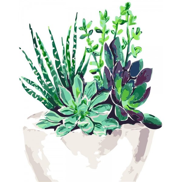 Succulents Painting By Numbers UK