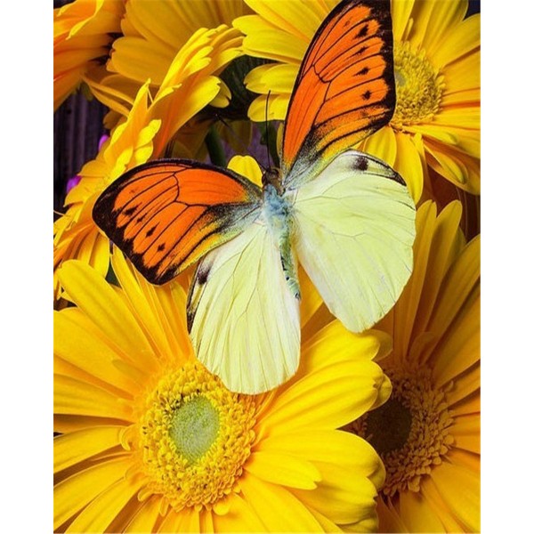Yellow flowers and butterfly Painting By Numbers UK