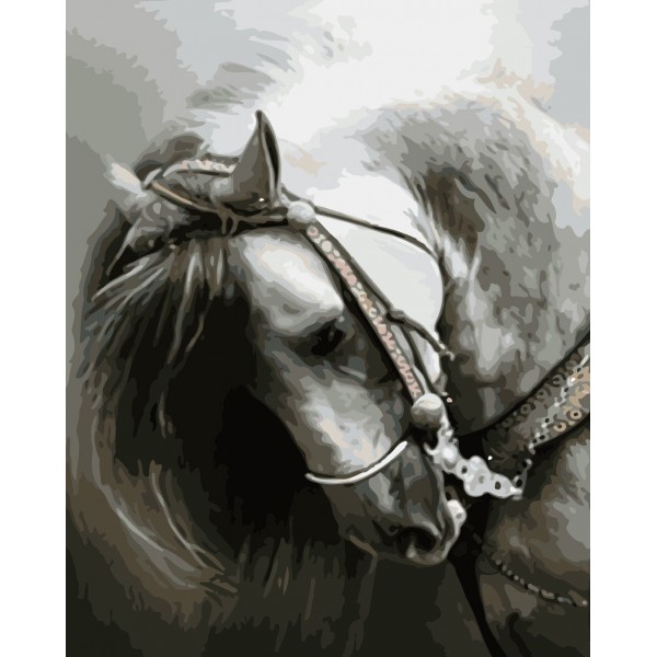  Animal White Horse Painting By Numbers UK