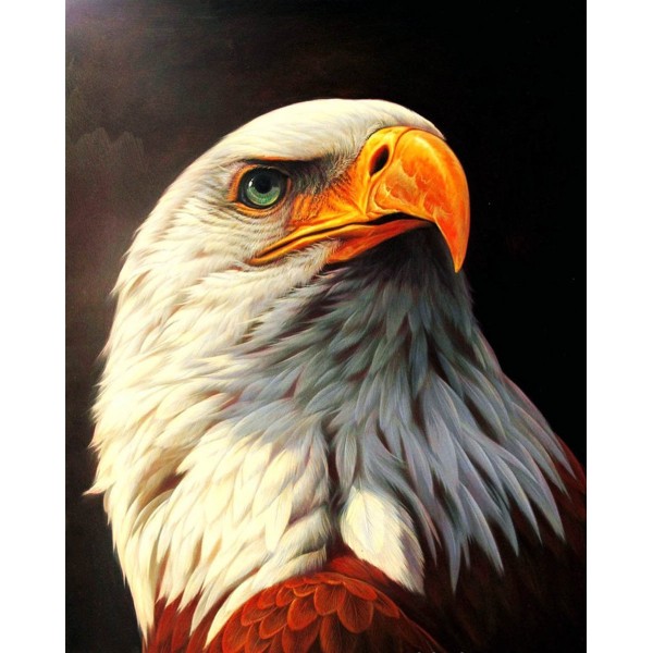  Bald Eagle Painting By Numbers UK