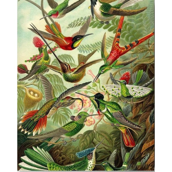Hummingbirds - Ernst Haeckel-- 40*50cm Painting By Numbers UK