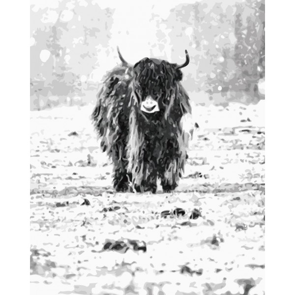  Highland cattle Painting By Numbers UK