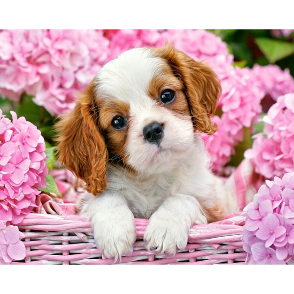  Puppy in flower basket Painting By Numbers UK