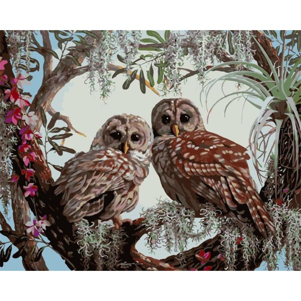 Two spotted owls Painting By Numbers UK
