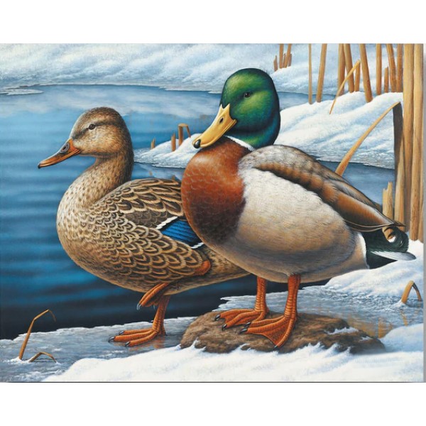Duck- 40*50cm Painting By Numbers UK