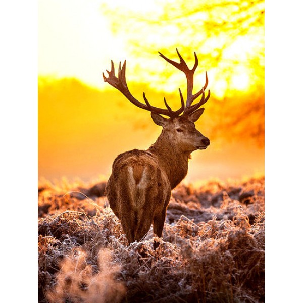 Deer- 40*50cm Painting By Numbers UK
